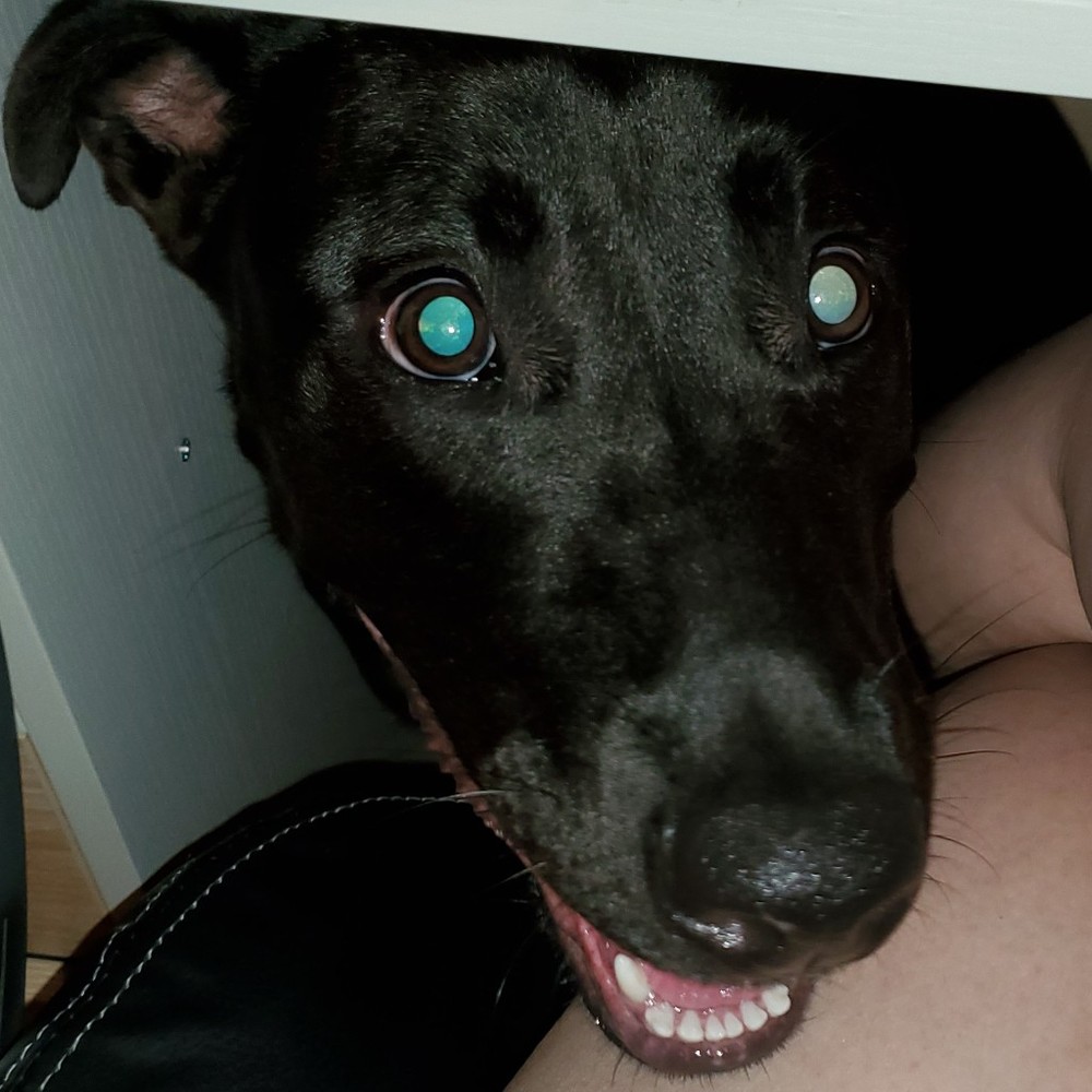 Meet your Posher, Posh